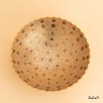 آجیل خوری برنجی