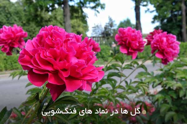 گل‌ ها در نماد های فنگ‌شویی